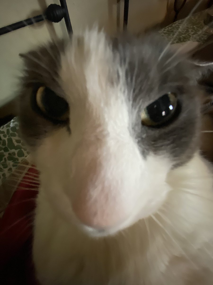 Weedlord_Boner's tweet photo. why did he make this face https://t.co/w3D9O7gQGE