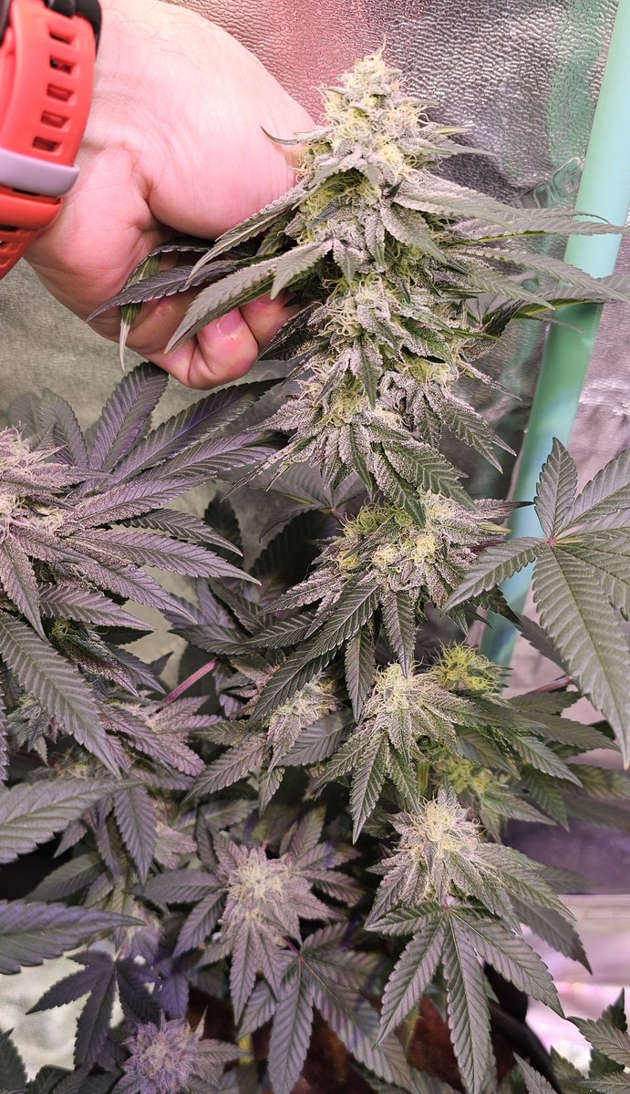 HermitHomestead's tweet photo. She is def a frosty one, solid nugs. Prob be the keeper, depends on the flavor. Def gna hunt thru the rest of the beans

#AnimalMints Bx1 #3

#seedjunkyseeds #seedjunky #CannaLand #CannabisCulture #cannabisgrower #growmies #growyourown https://t.co/YfGXL4avoj