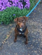 Urgent, please retweet to HELP FIND LOTTIE, MISSING/STOLEN #BIDDENDEN #SMARDEN #KENT #TN27 #UK Missing since 10 November, she could have been picked up and could be in a different region now. Patterdale Terrier, brown, white stripe down chest. Please share wherever you are,…