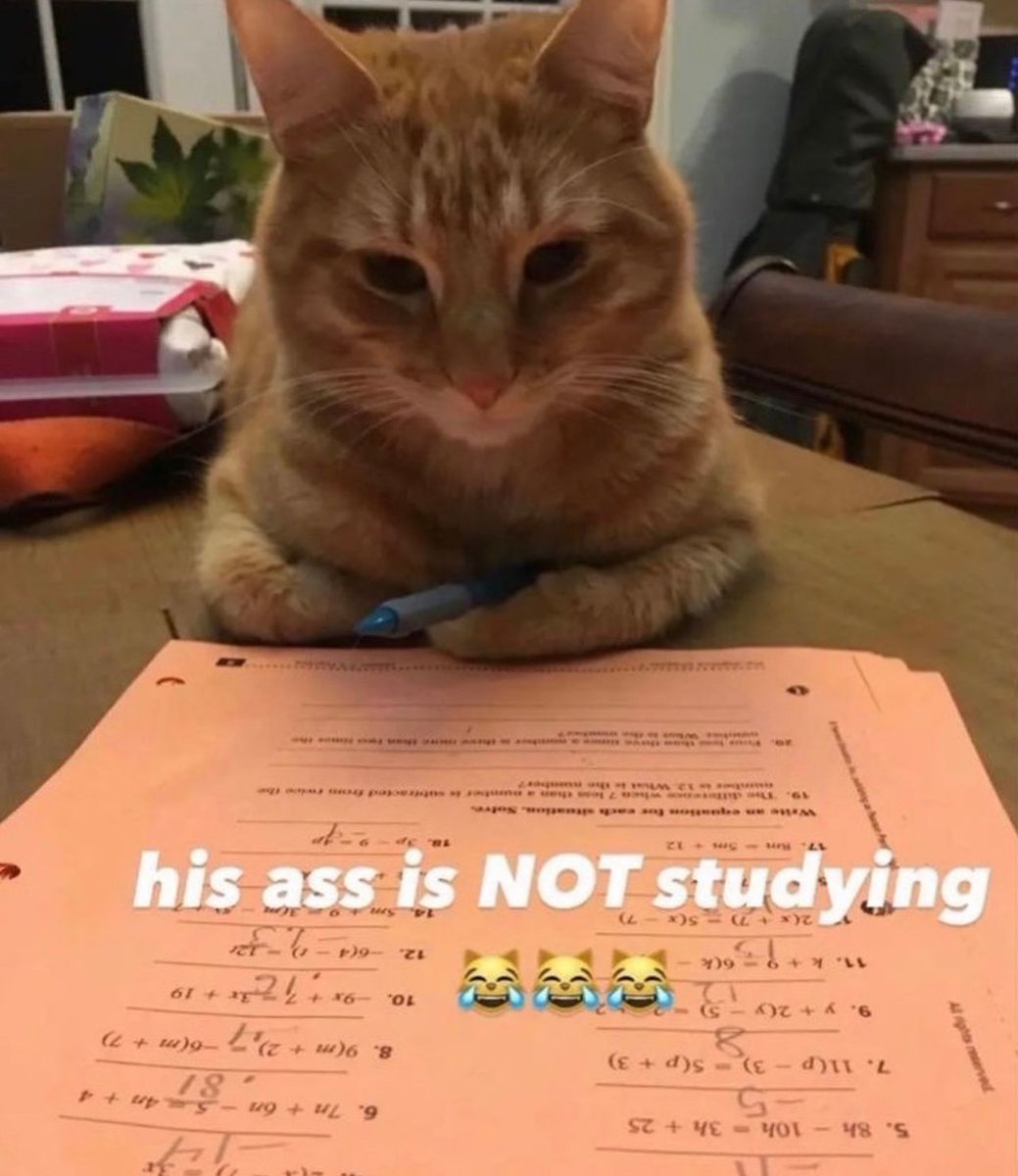 PostsOfCats's tweet photo. https://t.co/r5QcQnnMhn