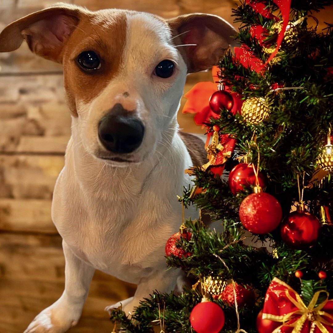 #Homeschooled Mr 13’s doggo’s Nala and our new member of the family Dot photoshopped by his Uncle for Xmas pics… 🥰
