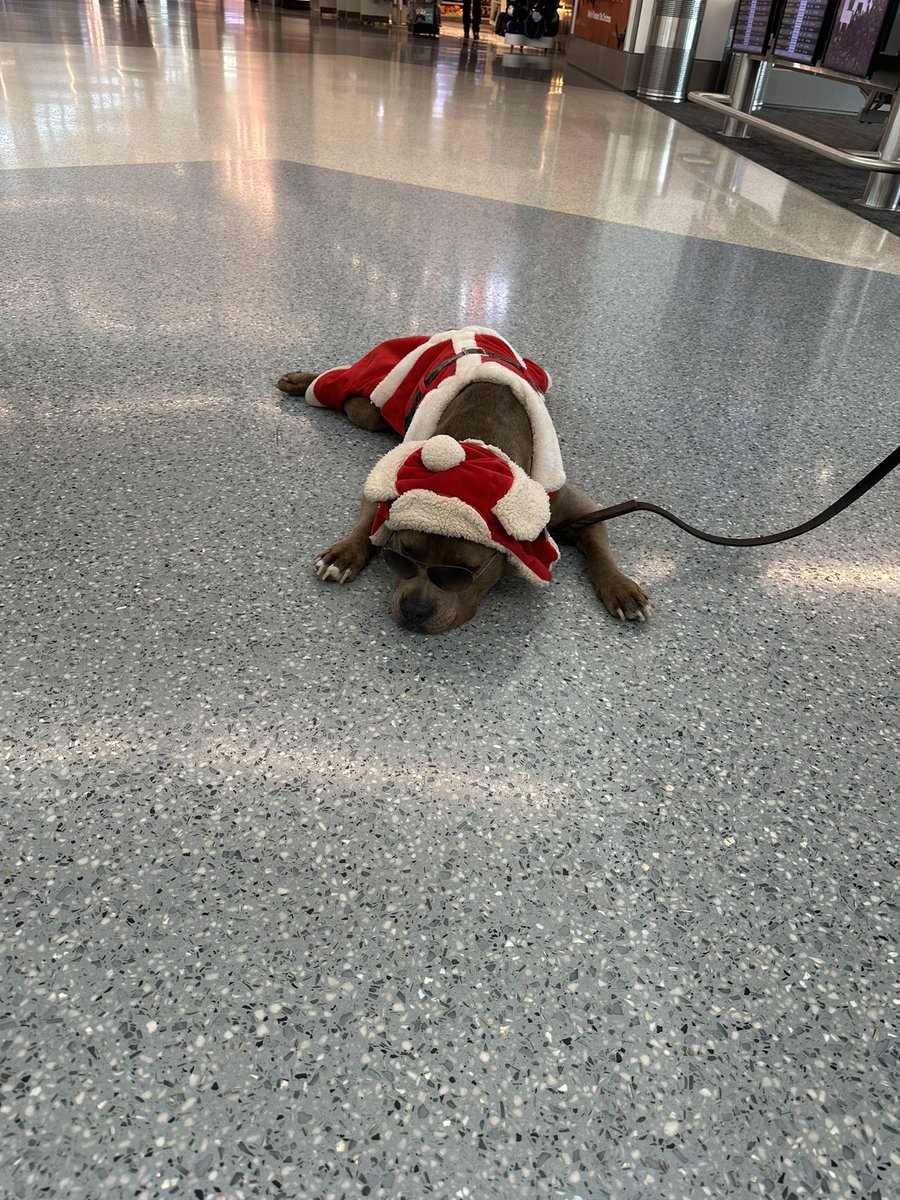 dralishareed's tweet photo. Santa Paws @flyLAXairport https://t.co/y334tVaY87