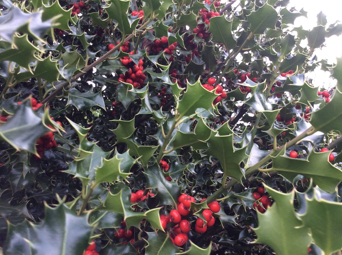slmacleod's tweet photo. Mahonia and holly are the stars in the garden at the moment ... https://t.co/uKFNYktAXX