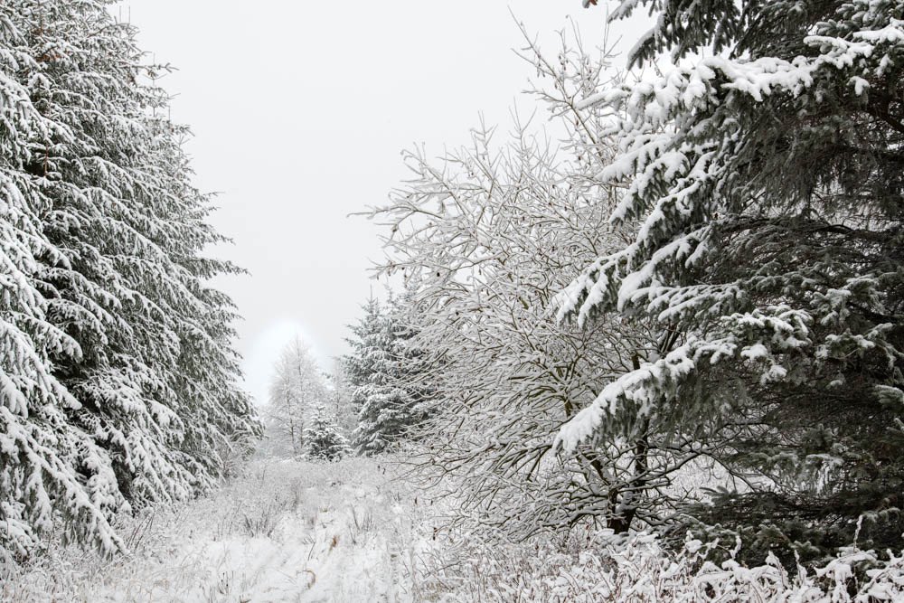 Forest Frame (@Photopau1) / Posts / X