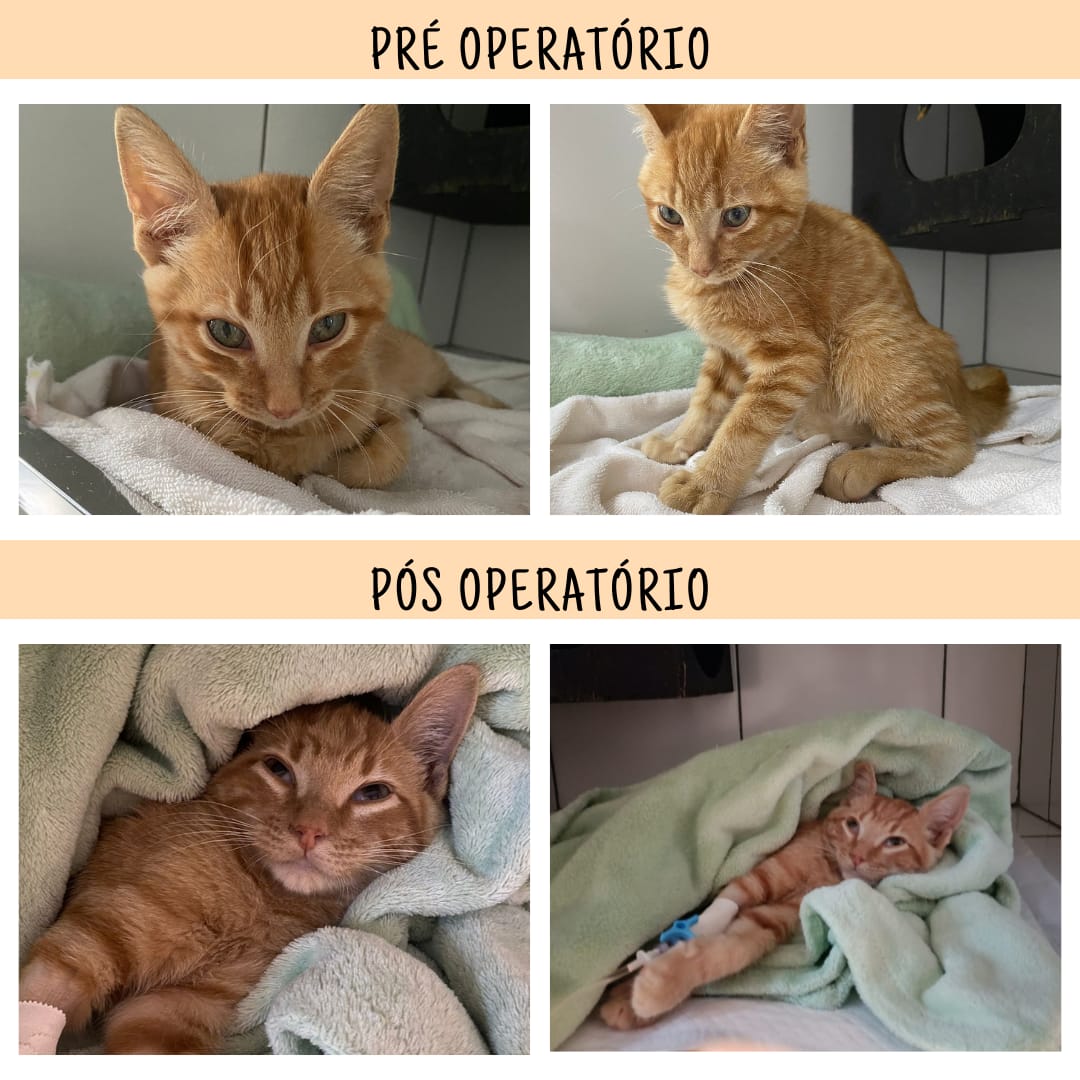 eumbunhar's tweet photo. bom dia, td bem?
nosso amiguinho Freddie tá precisando de ajuda, passou por uma cirurgia de urgência e a dona dele tá fazendo uma rifa para arcar com os tratamentos

quem quiser participar, manda no https://t.co/KpKZYL6QYa ou no whats 46 999065225

dê RT pra ajudar um miau 🐱❤️ https://t.co/HxJRO6gnyP