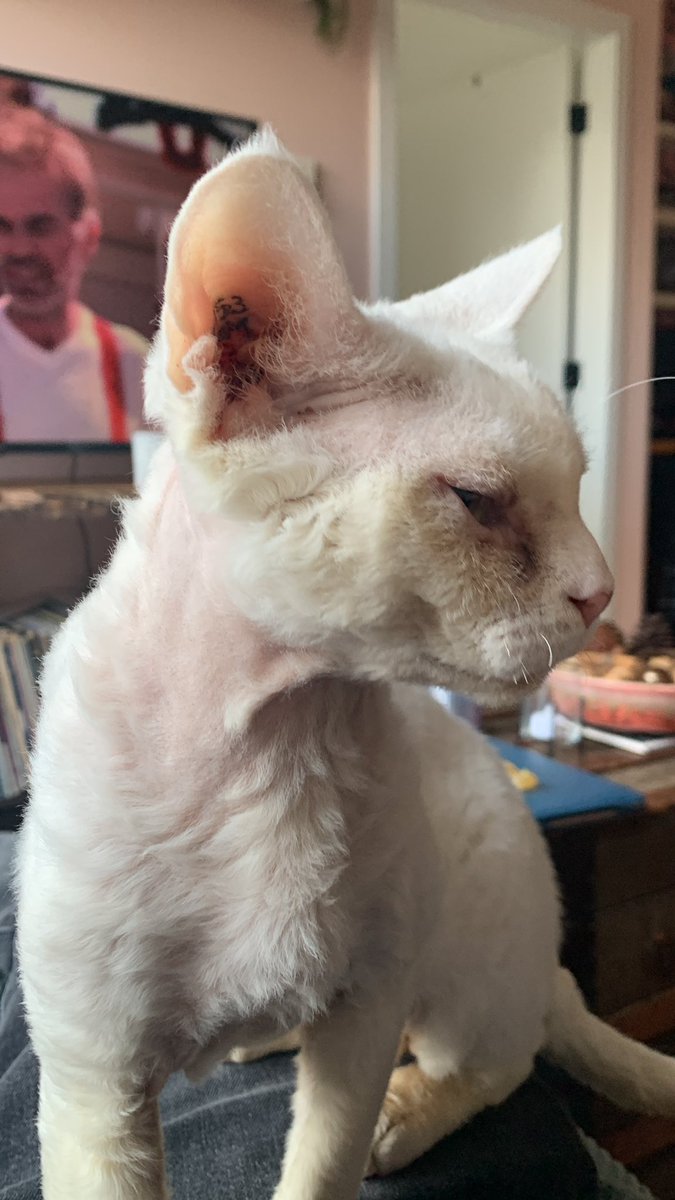 missippilive's tweet image. Happy #Caturday 
#Cooley #DevonRex