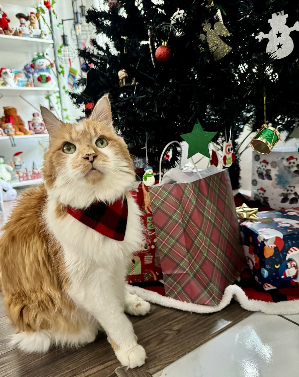 adriannarenee09's tweet image. Don’t worry. Presents are safe with me. 
#Caturday #holidays #CatsofChristmas 🐈🎄