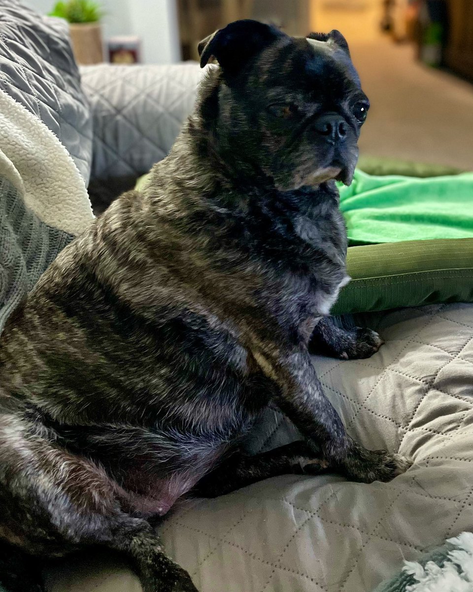 DeiselPepSkip's tweet photo. Majestic 😍😍
#pugs #pugoftwitter https://t.co/WeEsrf8x6y