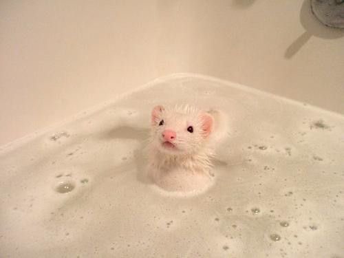 hopes_revenge's tweet photo. Im             soup https://t.co/KM4yKgBteV