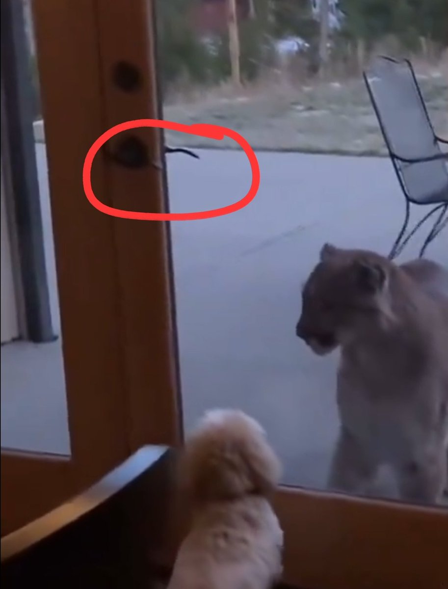 ElieMesso's tweet photo. @gunsnrosesgirl3 Dash is a tough mf, until the mountain lion plays with the door handle. https://t.co/Rc6R2ySkDj