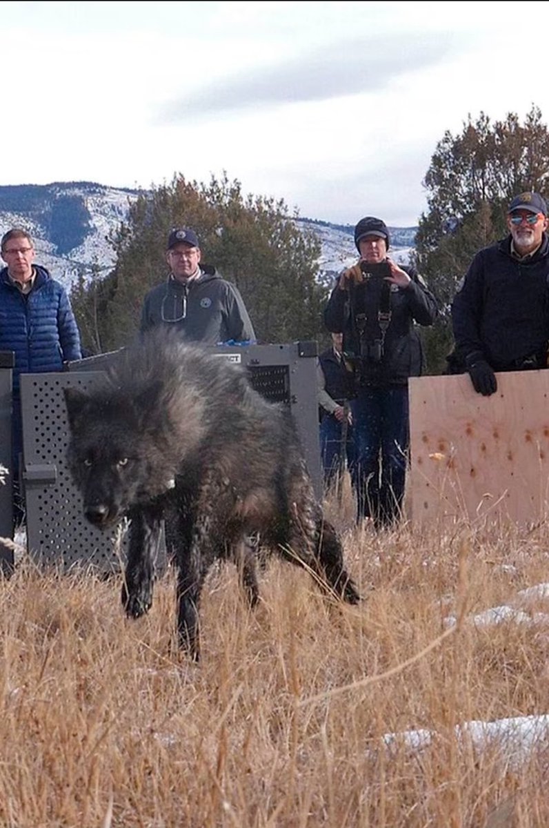 hi_strangeness's tweet image. Sharing this badass picture of one of the #GreyWolves being released into the wild...and his fearsome descendant- my dog #Kenai