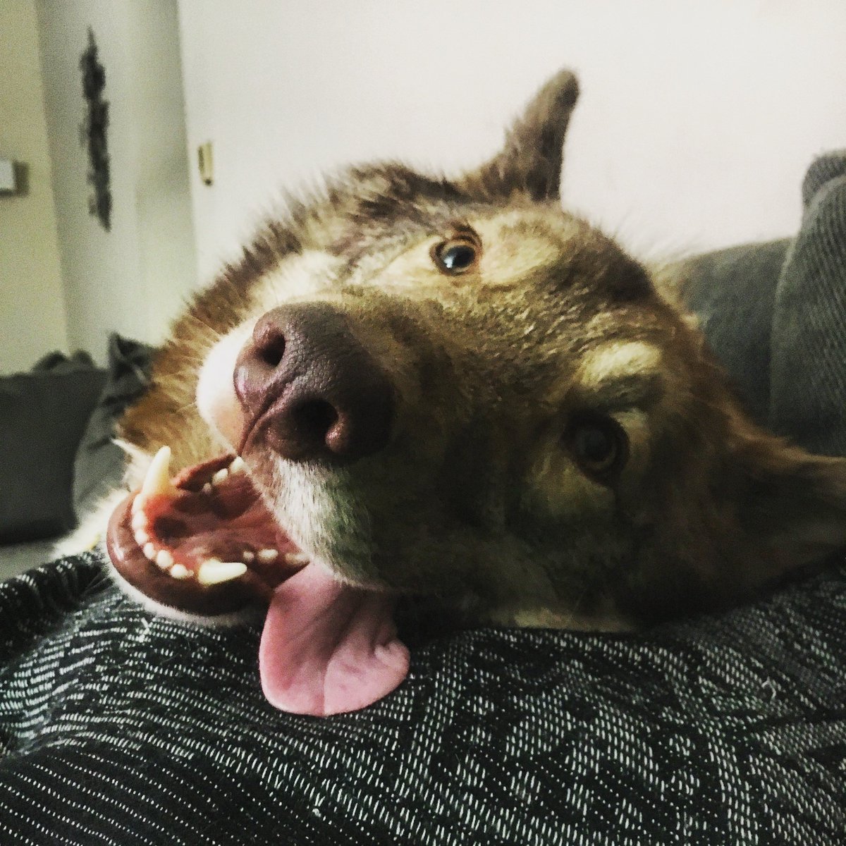 hi_strangeness's tweet image. Sharing this badass picture of one of the #GreyWolves being released into the wild...and his fearsome descendant- my dog #Kenai