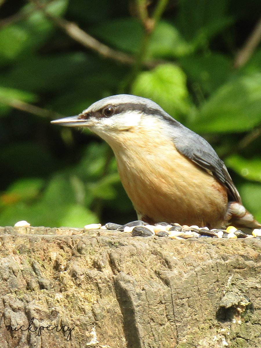 <a href="/BirdsByStiofan/">Steve and Wullie, Walking for good.</a> Good night my friend 🤝