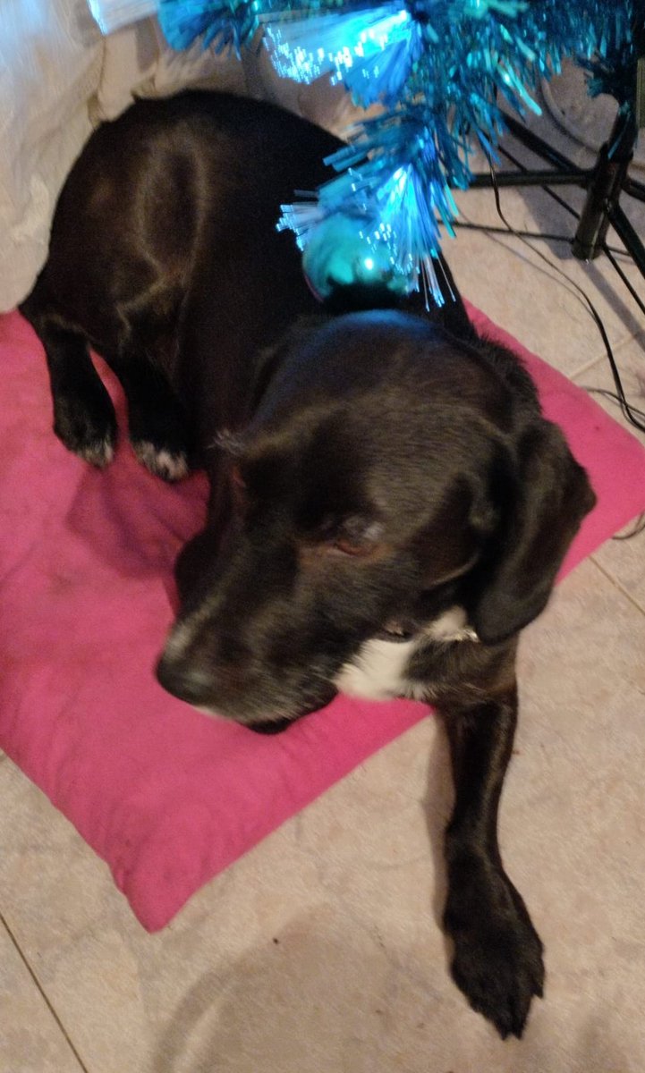 Busco hogar para el perro de mi padrastro, no podemos tenerlo en casa y no tenemos otra solución

Se llama Ares, es macho, tiene chip y papeles, tiene 4 años, el pobre se mea cuando está alegre 

Lo llevamos donde haga falta 

Necesito máximo apoyo, interesados MD