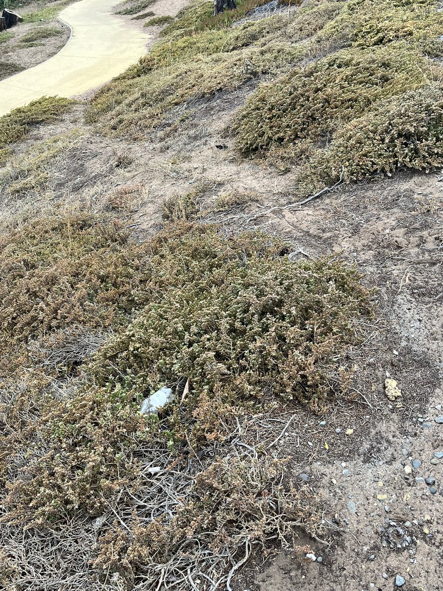 Shineyourstyle's tweet photo. @alertaconcon @municoncon que pasa en Concón con todos los lugares verdes secándose y llenos de basura , Concon y sus habitantes necesitan parques . https://t.co/UxwtZsL52n