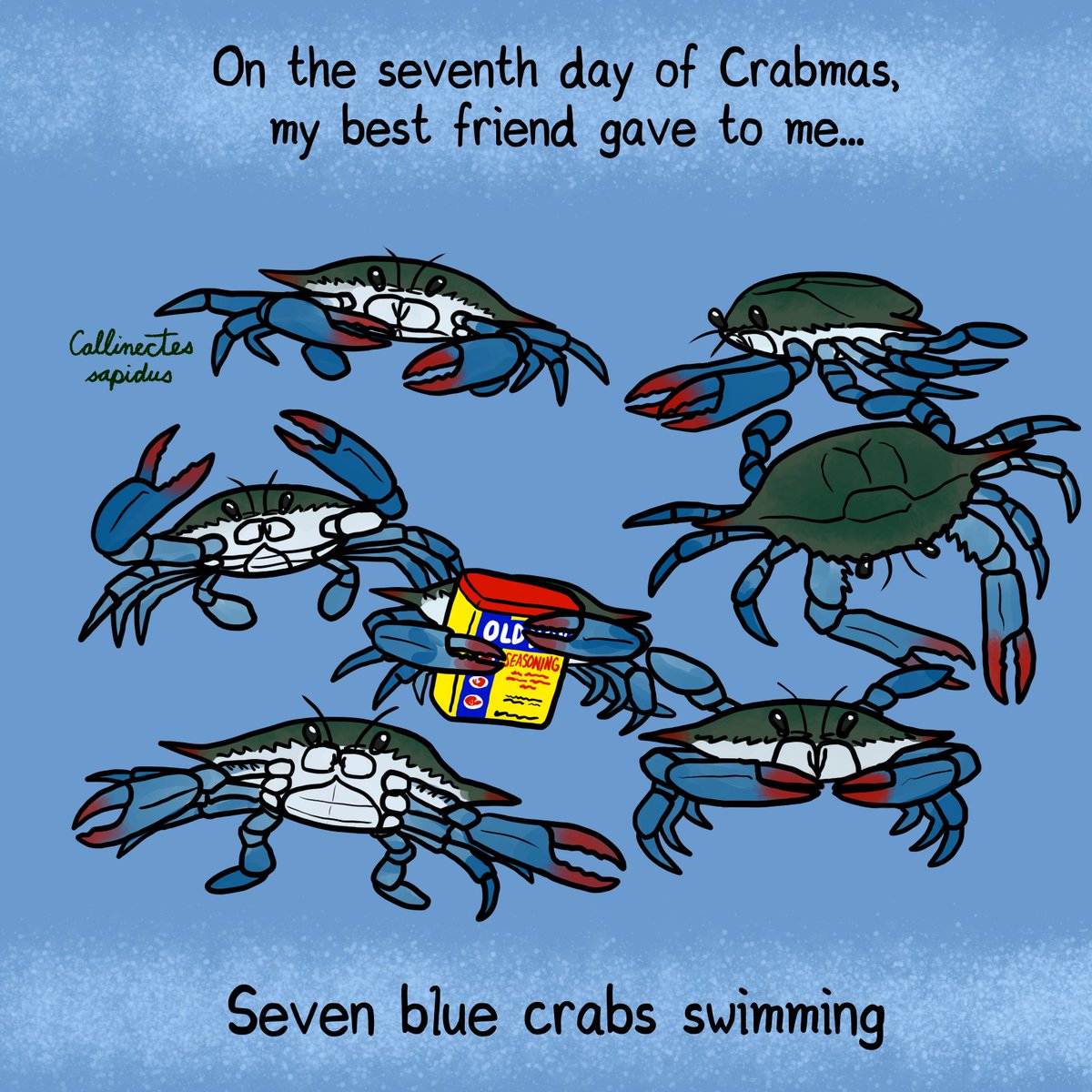 KetrinaYim's tweet photo. On the seventh day of Crabmas, my best friend gave to me:
Seven blue crabs swimming (Callinectes sapidus)
#decapocember #decapod #crustacean #crab #bluecrab #crabmas #12daysofchristmas #art https://t.co/E5AON4v8xY