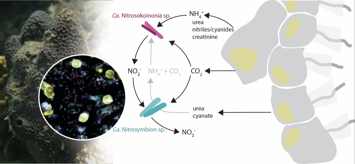 MichiWagner4's tweet photo. Check-out our new preprint on the characterization of novel nitrifier lineages that are widespread in marine sponges   #AOA #Nitrospira #verticaltransmission 

@BettinaGlasl #KathiKitzinger #PetraPjevac @Pam_Engelberts  @HolgerDaims  and many others

https://t.co/PUk2aKsPC8 https://t.co/Nbrr1sU86i