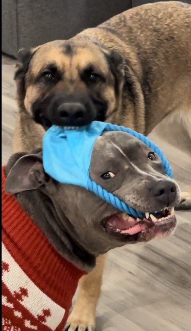 They&rsquo;re clearly enjoying the toys from @kelseyyyannx  😂😂😂 https://t.co/9X0pHkZe3R<a class="tags" target="_blank" title="On Twitter" href="/?out=eyJ0eXAiOiJKV1QiLCJhbGciOiJIUzUxMiJ9.eyJpYXQiOjE3MjEwOTI2NjksImlzcyI6InR3cG9ybnN0YXJzLmNvbSIsIm5iZiI6MTcyMTA5MjY2OSwiZXhwIjoxNzUyNjI4NjY5LCJyZWRpcmVjdF91cmwiOiJodHRwczovL3R3aXR0ZXIuY29tL2tlbHNleXl5YW5ueCJ9.Yc2vMWifX2DDO6P7iJQPGhnqThRdjcYTd9_nVj6EU3xzhACm1hFj5mlOV_xyaTeN9A-qiScnDu6dPpbJ4vTBhA">@kelseyyyannx</a>