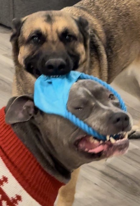 They&rsquo;re clearly enjoying the toys from @kelseyyyannx  😂😂😂 https://t.co/9X0pHkZe3R<a class="tags" target="_blank" title="On Twitter" href="/?out=eyJ0eXAiOiJKV1QiLCJhbGciOiJIUzUxMiJ9.eyJpYXQiOjE3MjEwOTI2NjksImlzcyI6InR3cG9ybnN0YXJzLmNvbSIsIm5iZiI6MTcyMTA5MjY2OSwiZXhwIjoxNzUyNjI4NjY5LCJyZWRpcmVjdF91cmwiOiJodHRwczovL3R3aXR0ZXIuY29tL2tlbHNleXl5YW5ueCJ9.Yc2vMWifX2DDO6P7iJQPGhnqThRdjcYTd9_nVj6EU3xzhACm1hFj5mlOV_xyaTeN9A-qiScnDu6dPpbJ4vTBhA">@kelseyyyannx</a>