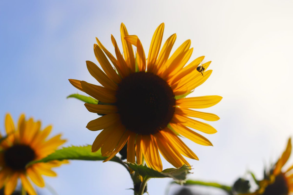 La duda es un estado incómodo, pero la certeza es un estado ridículo. Voltaire