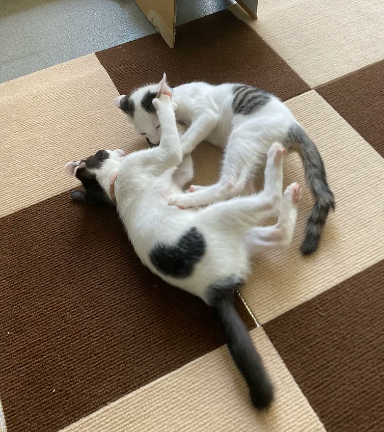 AzabuAnimSci's tweet photo. 野生動物学研究室のネコ好き山本誉士先生は、ノネコやノラネコが在来生物を捕食する問題の解決の一環として、島で生まれた子ネコを保護して学生サークルにお手伝いしてもらいながら大学で飼育・譲渡活動をしてます。
里親募集中だそうですよー。興味ある方、HPご覧ください。https://t.co/ltJjhyGJc9 https://t.co/0ZyK00lQq3
