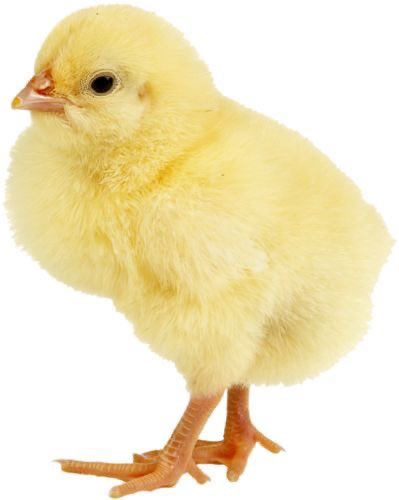triplespets's tweet photo. soomin baby chick
#tripleS #tripleSpets https://t.co/VNO2wZSz5X