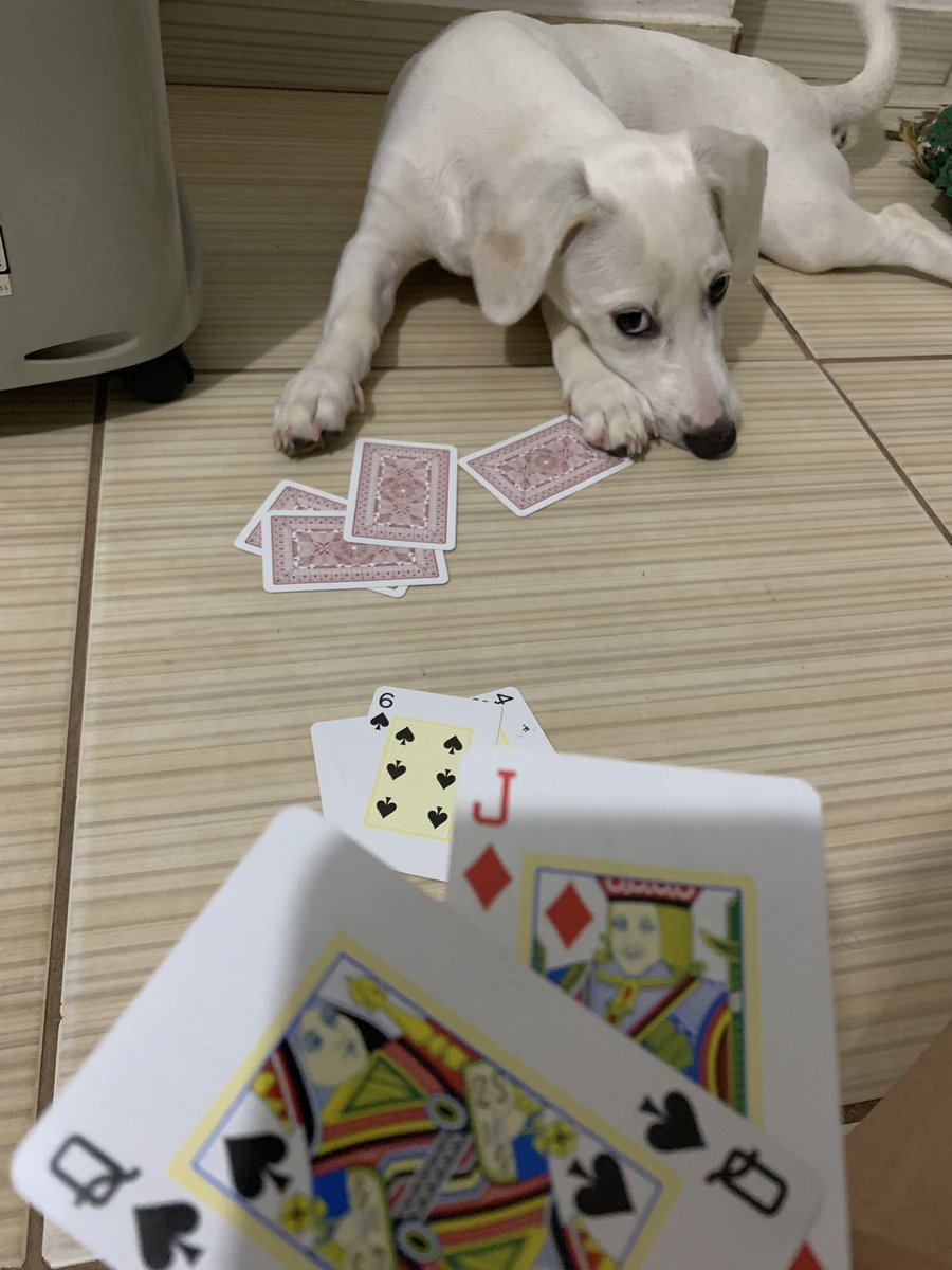 iucastlevania's tweet photo. sabado a noite e eu ensinando minha cachorra a jogar truco https://t.co/itfUsFBCwD