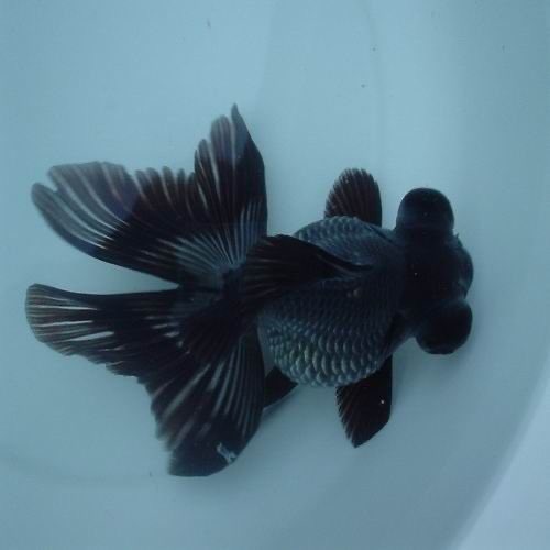 triplespets's tweet photo. xinyu fish
#tripleS #tripleSpets https://t.co/COccKUij34