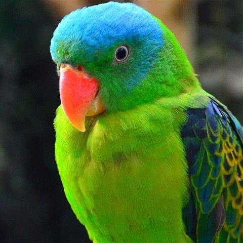 triplespets's tweet photo. hyerin bird
#tripleS #tripleSpets https://t.co/RqBgJ05Uuq