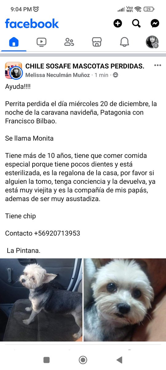 MelissaNeculman's tweet photo. #mascotaperdida #LaPintana #Santiago #Chile 

Se busca https://t.co/mnWB0P51vk