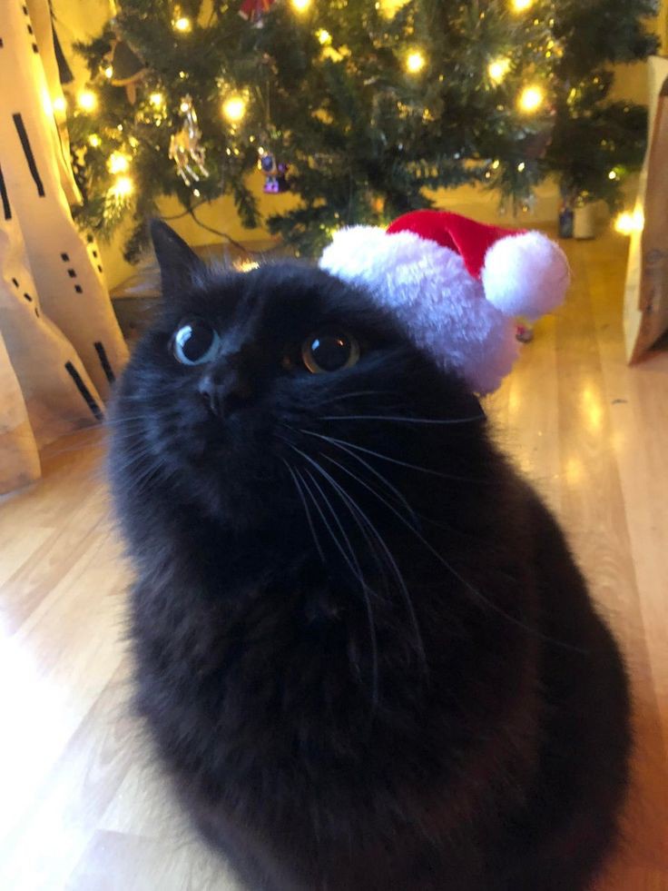 nocontextscats's tweet photo. 🎅🎄 https://t.co/DE9cEqn7M2