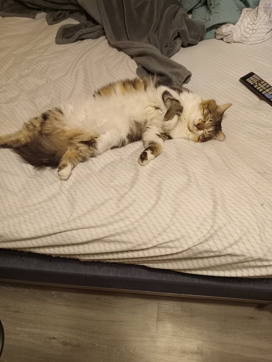 JaredboiJ's tweet photo. Last night I lost my boy I rescued him from my last job cause he got lost and was only a kitten 2 years ago from my work and was given a better life but last night at 2:00 am he went peacefully it brakes my heart but you a good boy Han even tho your time was short https://t.co/sb7TTk1QA7