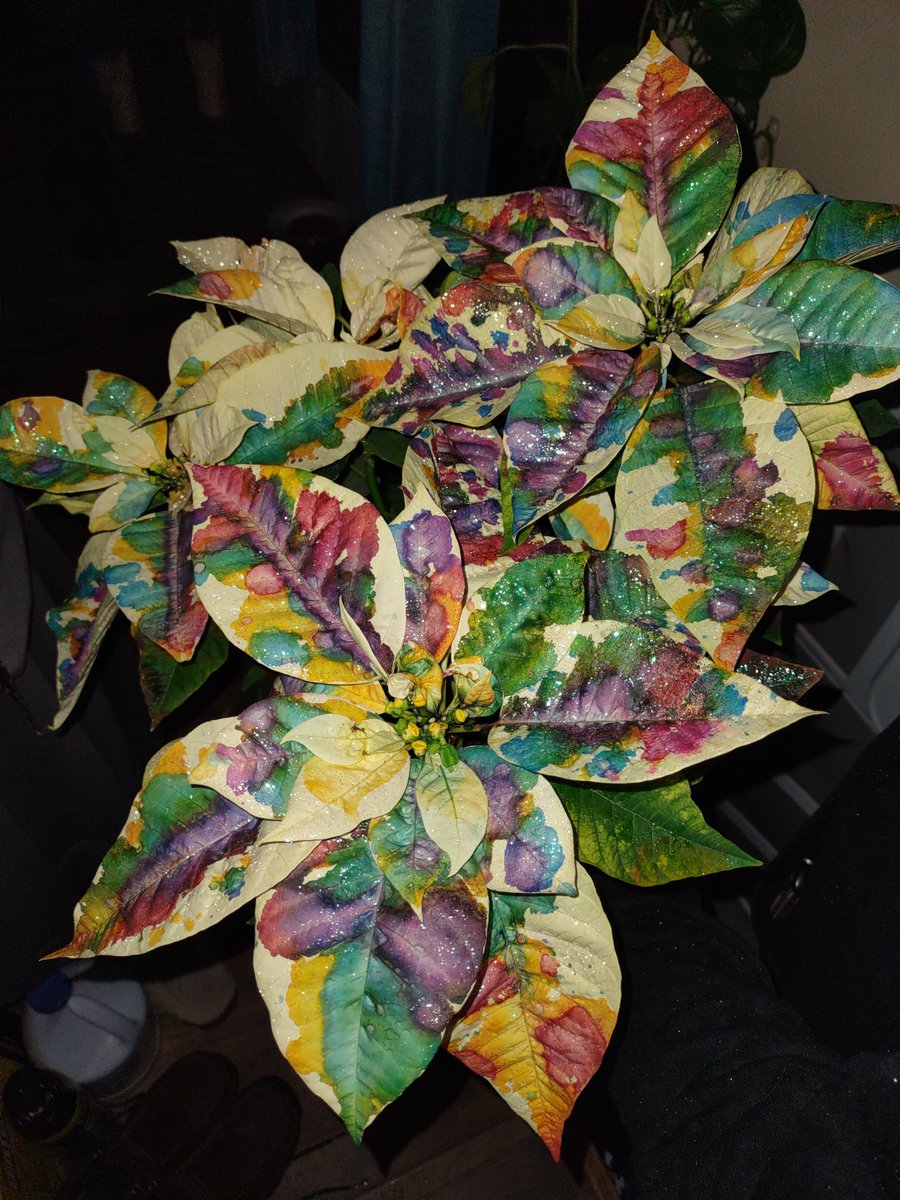 I've never seen this done before to a poinsettia..I'm hoping it's non toxic to the plant but idk it was a gift from a friend.