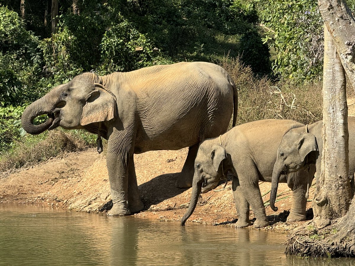 cs_nash's tweet image. Merry Christmas from Elephant Conservation Center in Laos @ECC_Laos Do great work! Watch elephants au naturelle
