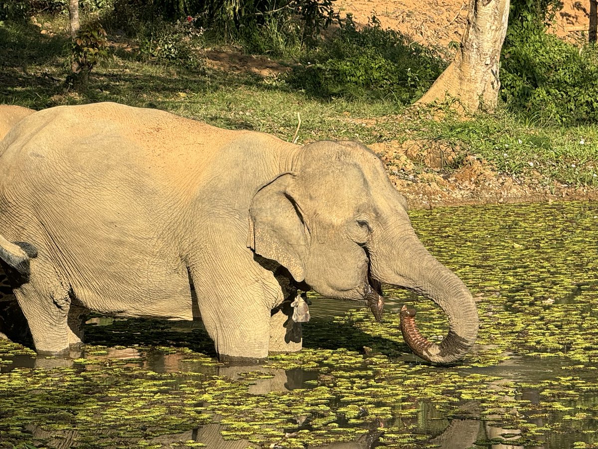 cs_nash's tweet image. Merry Christmas from Elephant Conservation Center in Laos @ECC_Laos Do great work! Watch elephants au naturelle