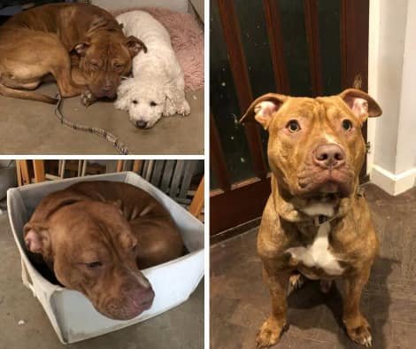 Spookiline's tweet photo. Is anyone in the UK able to help out my sister &amp; mum by adopting their pup?  They have to give up Bruno because they're not able to foster kids and have a bully, so either the dog goes or their foster kid goes after living with them for years. 🥲 RTS super appreciated rn https://t.co/BGC5Mpelmc