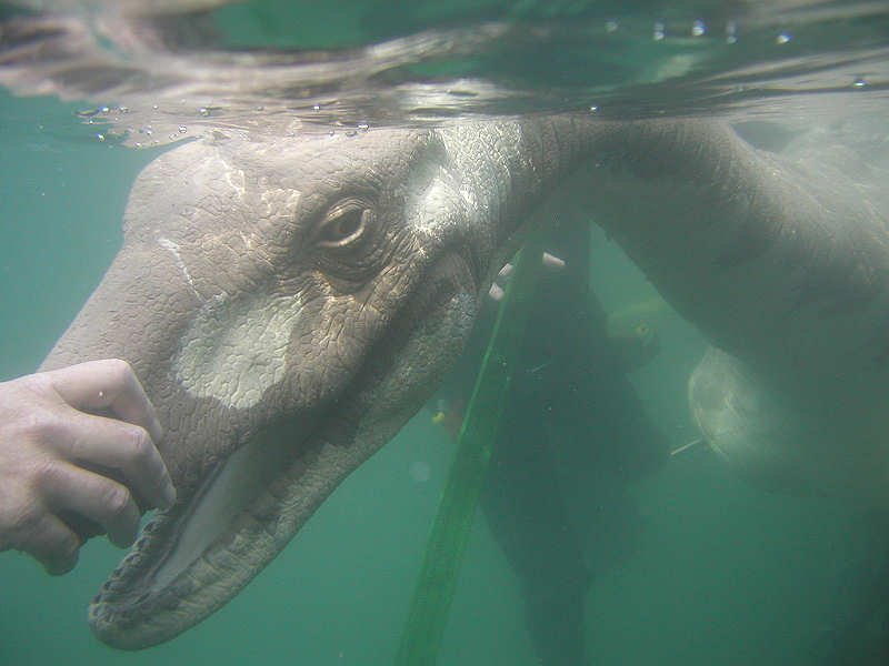 animatronicday's tweet photo. Today's animatronic of the day is Lucy from Loch Ness Monster: The Ultimate Experiment! Requested by anon. https://t.co/2cZXkKRV2i