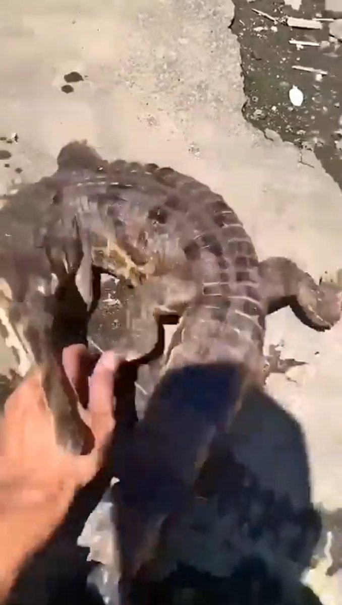 OGRazorFang's tweet photo. @1000waystod1e The moment of impact 🐊 https://t.co/cIBZKeTryn