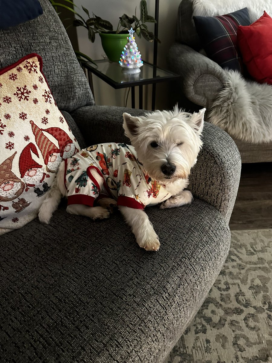 We got new jammies
Are we not too cute?
#westies #christmas