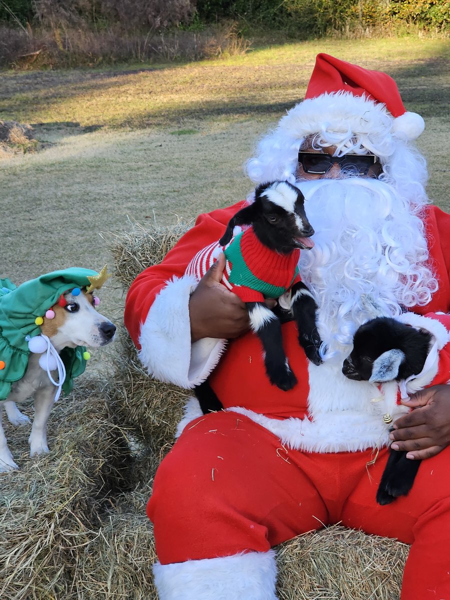 Merry Chrimuh, from Farmer Santa & His Helpers 🐐🍼🍼#GOAT #BlackFarmers #FarmLife #Santa #Christmas 🎄🎅🏿🤶🏿