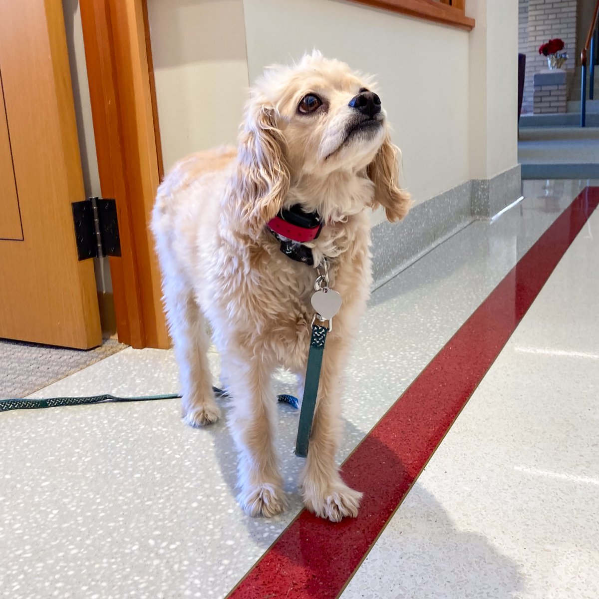 Shadow hopes you have a wonderful holiday with your loved ones 🐾