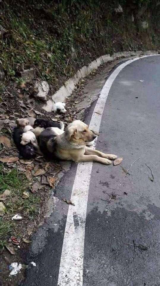Tweets of Dogs tweet media