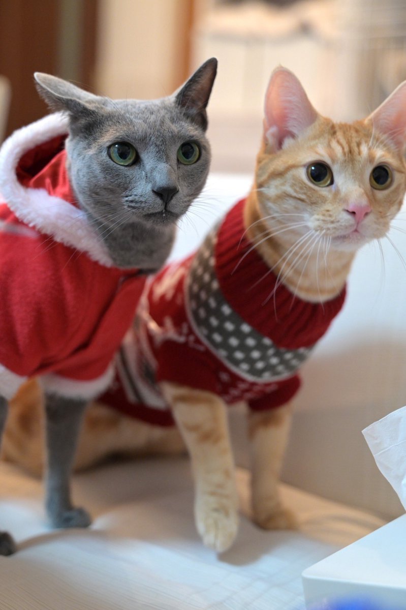 猫のミント (@nekonomint75) / Posts / X