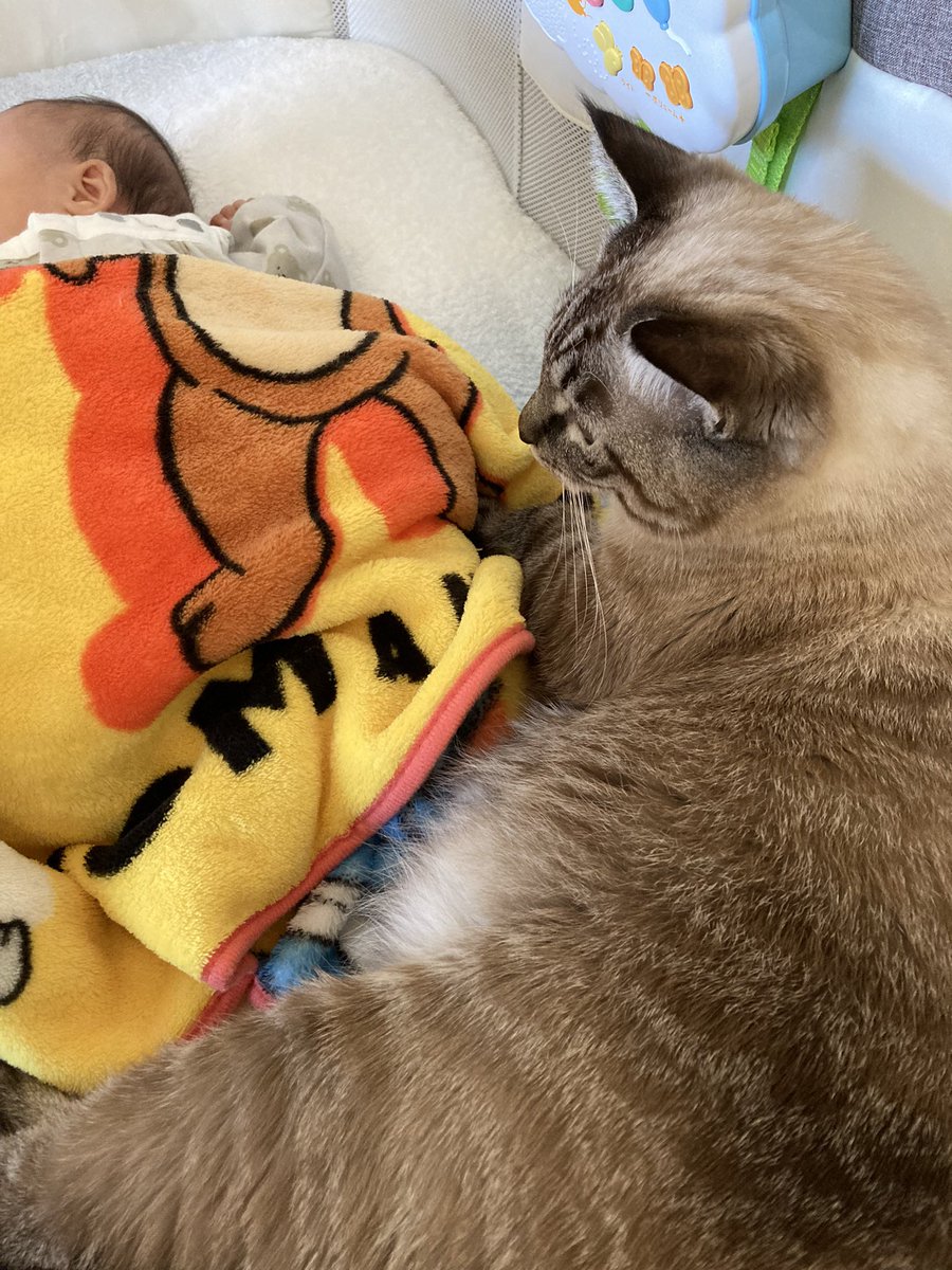 fuchan0720's tweet photo. 家族認定受けたようです笑😂

#猫
#猫のいる暮らし 
#猫がいる暮らし 
#猫好きさんと繋がりたい 
#赤ちゃん https://t.co/8sqs4K308Y