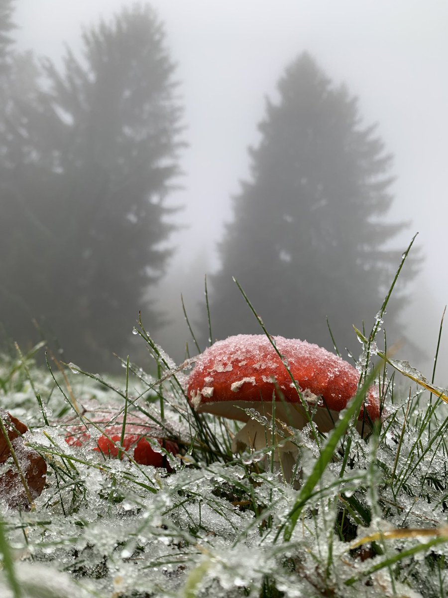 Wishing you all a peaceful and merry Christmas lovely folks🎄 First ever fly agarics in the snow from earlier this month🍄❄️ Thanks a lot for all appreciation, reactions, support throughout the year despite my rare presence here, means a lot to me🙏x #mushrooms #fungi #pilze