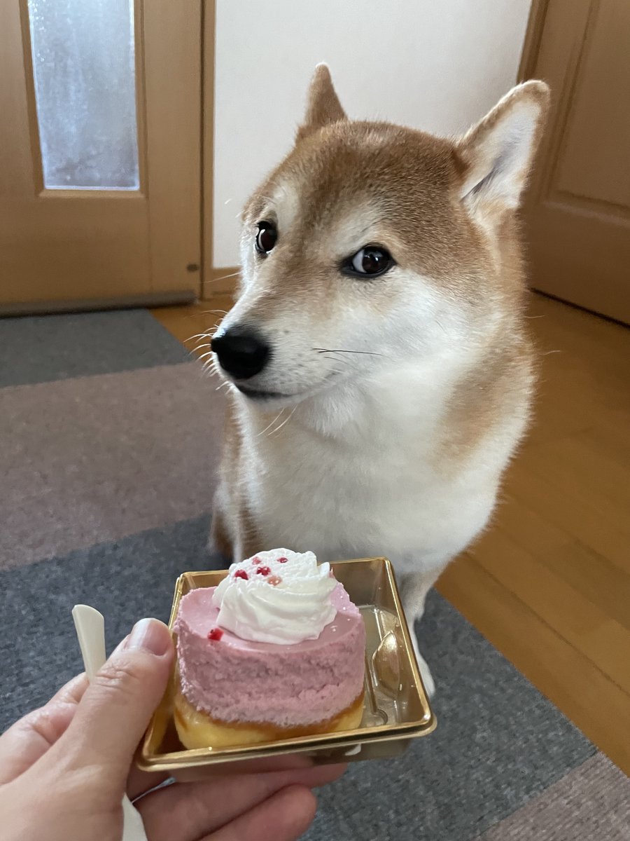 shibaharu_'s tweet photo. 何か裏があると思っている柴犬 https://t.co/C2s9MuOayX