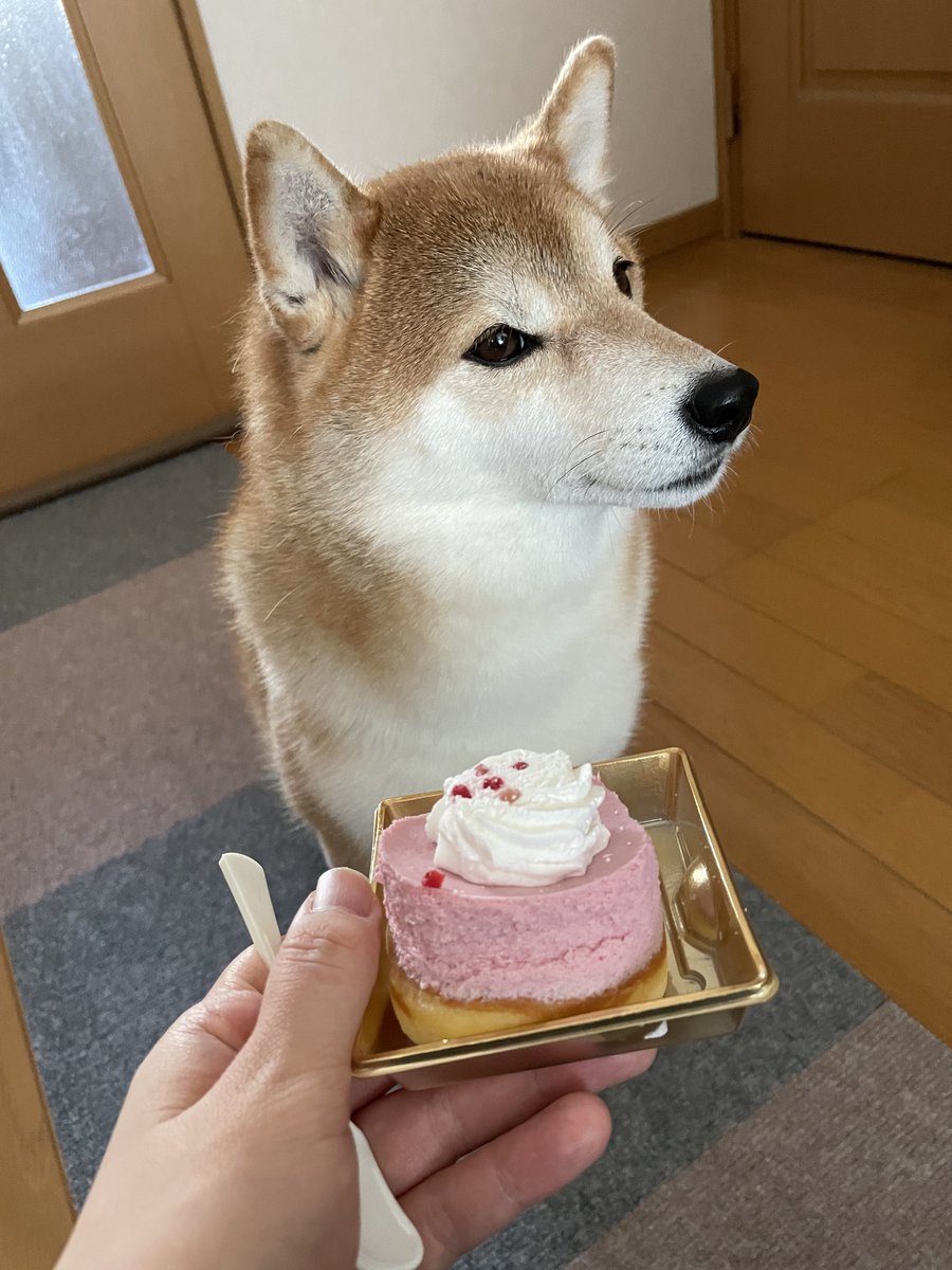 shibaharu_'s tweet photo. 何か裏があると思っている柴犬 https://t.co/C2s9MuOayX