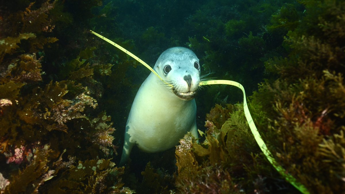 Try and have a #MerryXmas everyone! Here is a South Australian Sea Lion playing with the @GSR_Australia @ReefLifeSurvey marine scientists measuring tape while surveying biodiversity changes on the #greatsouthernreef this week :) (pic Dr Scott Bennett).