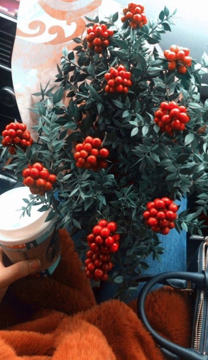 Kokina çiçeği 🥺🥺