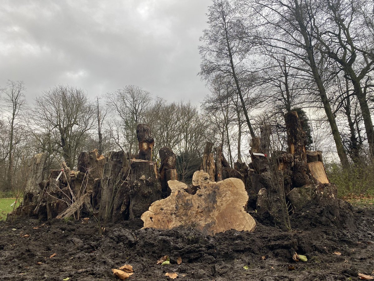 HilCoxCondron's tweet photo. ♥️ the Stumpery being created on Jesus Green !
🙌Guy Belcher & #Cambridge city Council #tree team 🌳💚
Made up of fallen trees it includes the Jesus Common plane that came down in the storms & the lime that fell at St Matthew’s Piece .
@camcitco #camtrees #stumpery https://t.co/G9VEAzTxHR